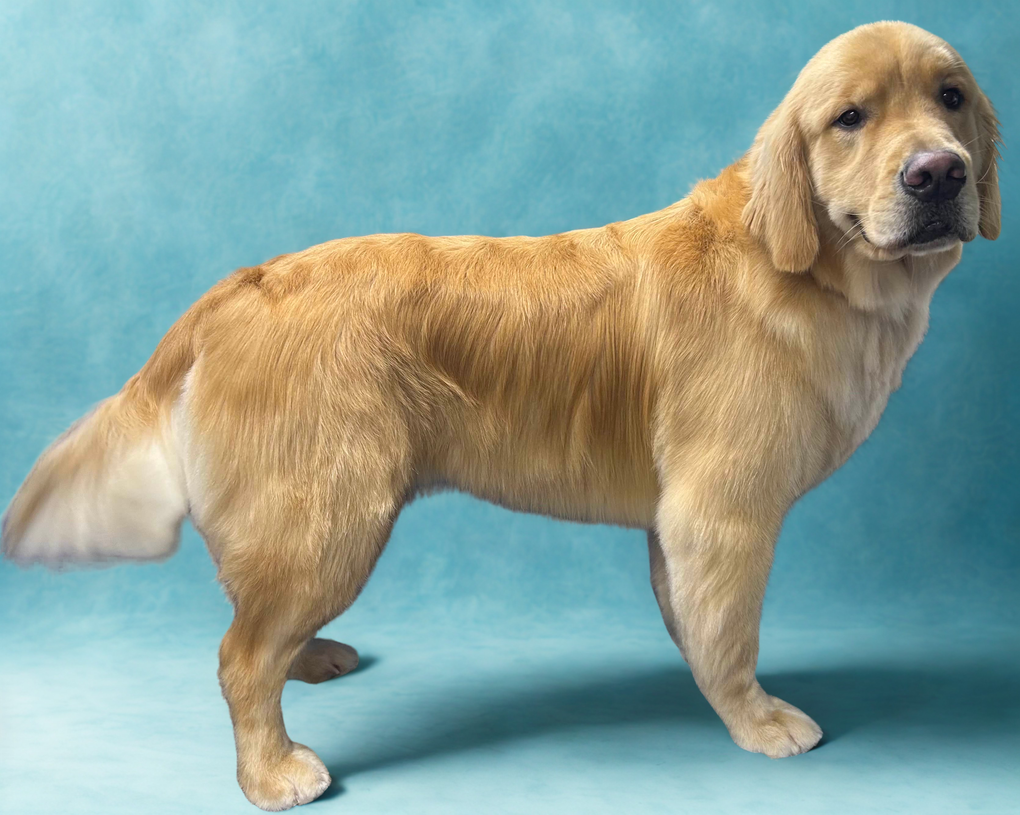 Golden Retriever after professional grooming