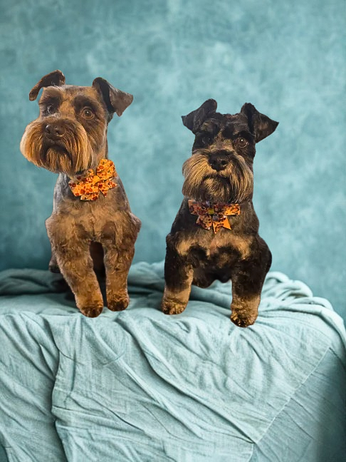 Schnauzers after full grooming session with lamb legs