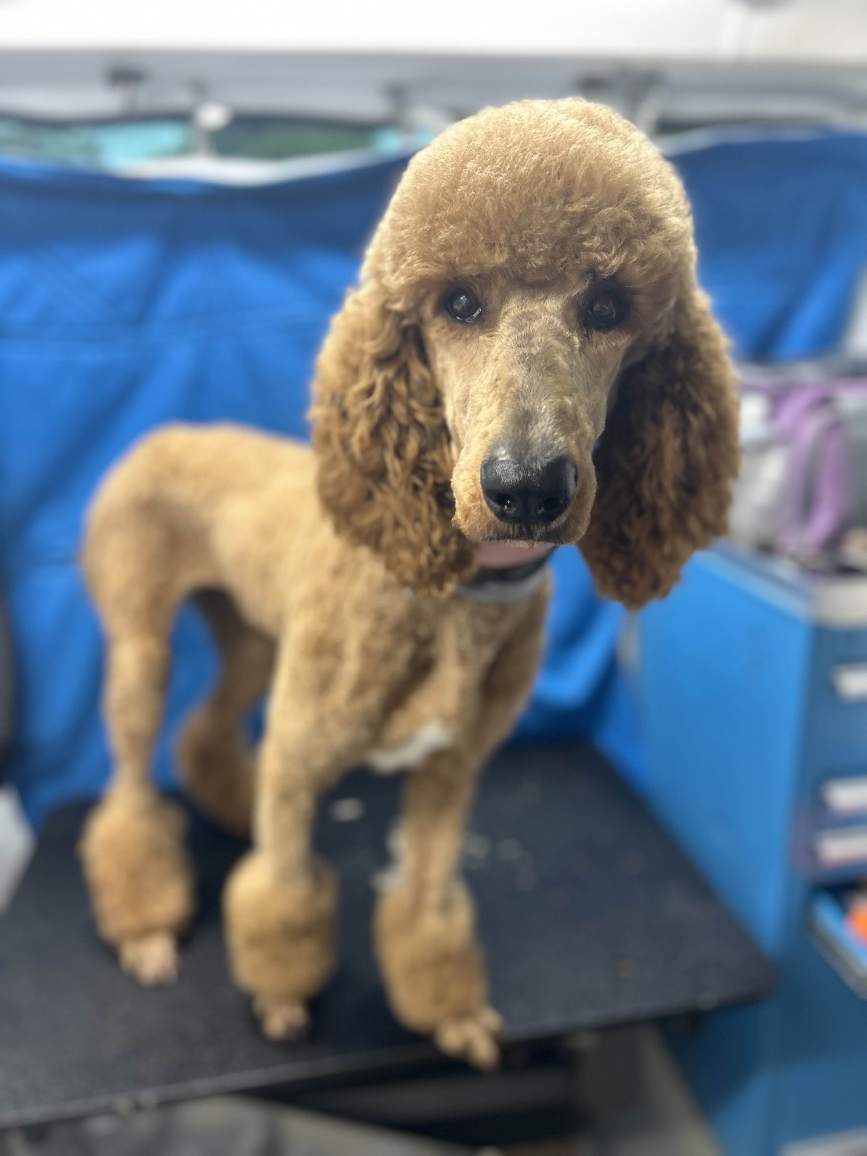 Grooming photo 2