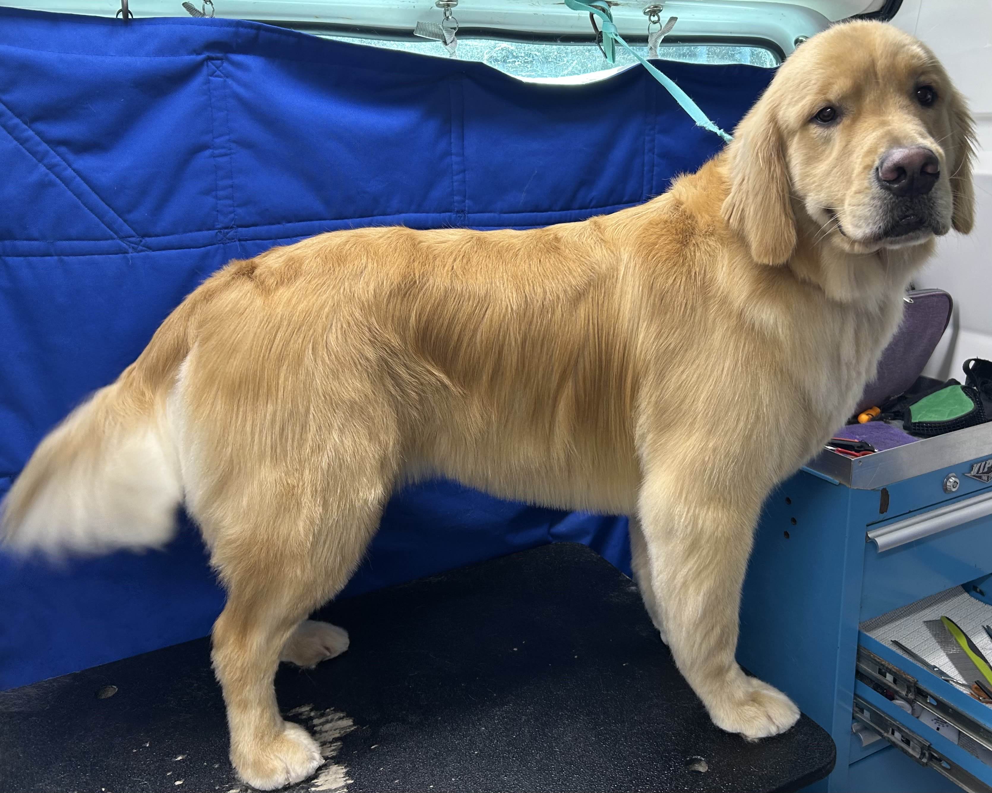 Grooming photo 3