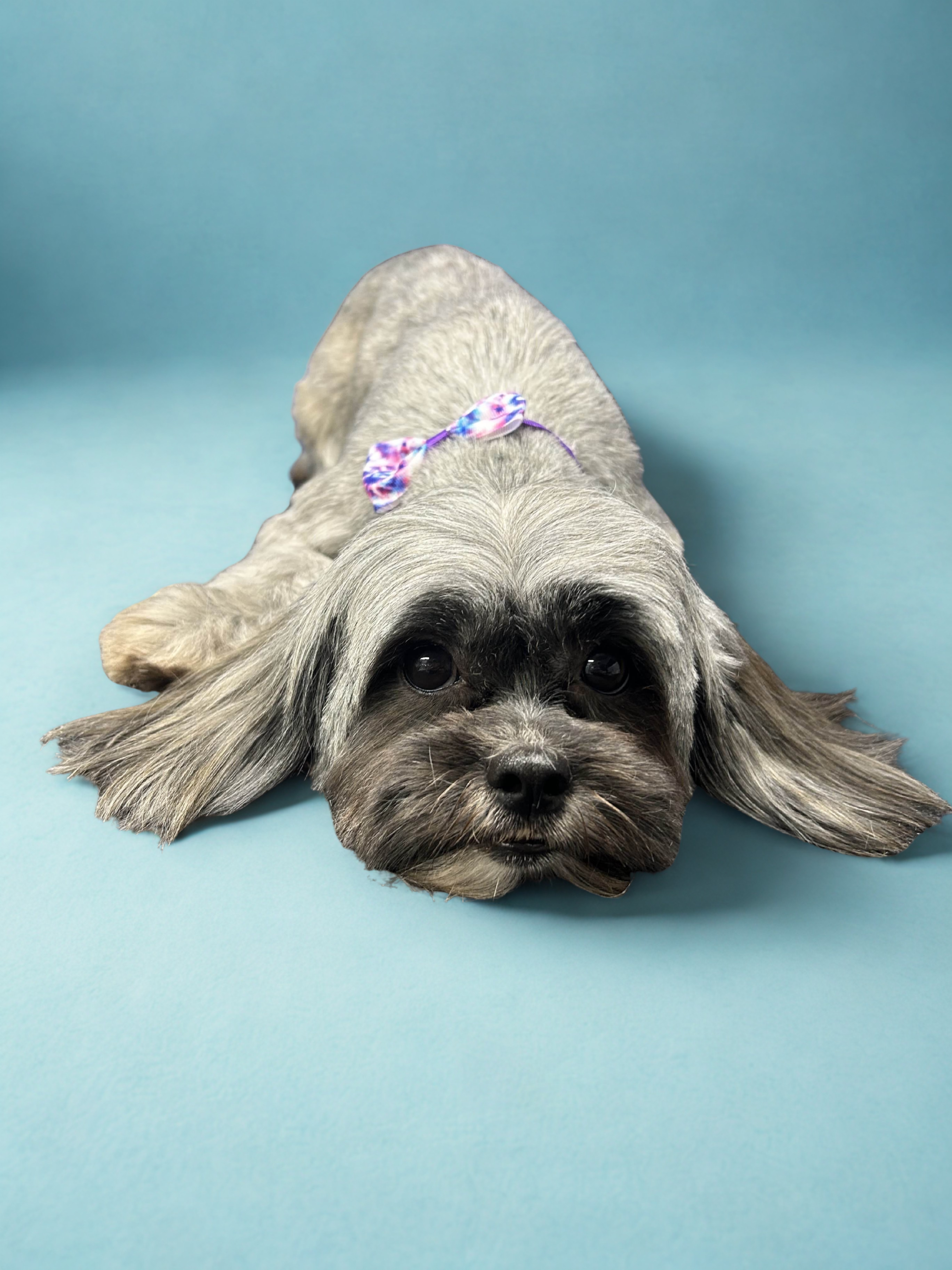Shorkie after bath, brush, and groom service