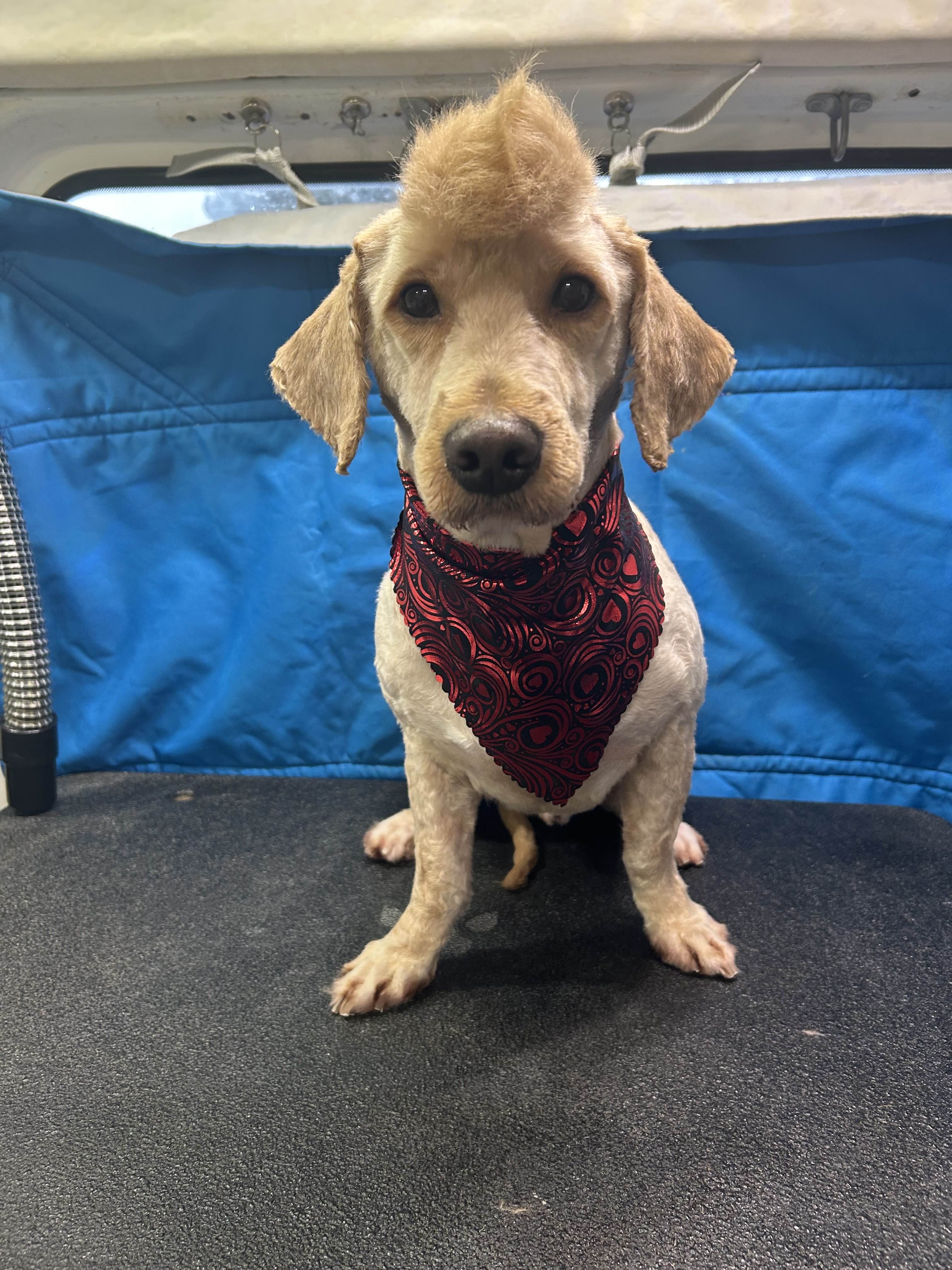Grooming photo 4