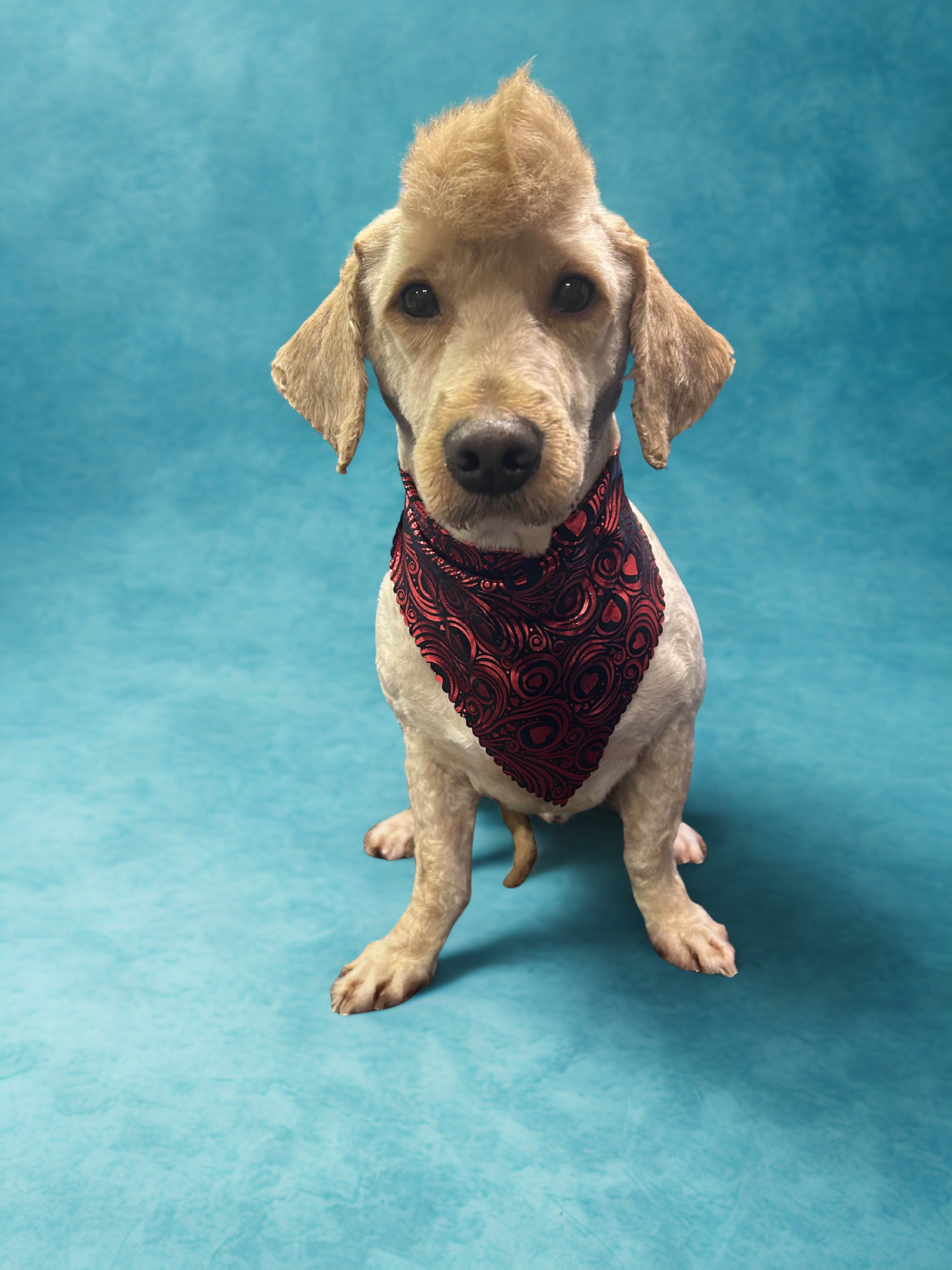 Doodle with stylized grooming